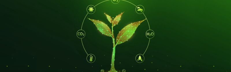 Plante composée de réseaux